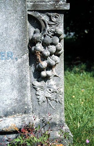 grapes